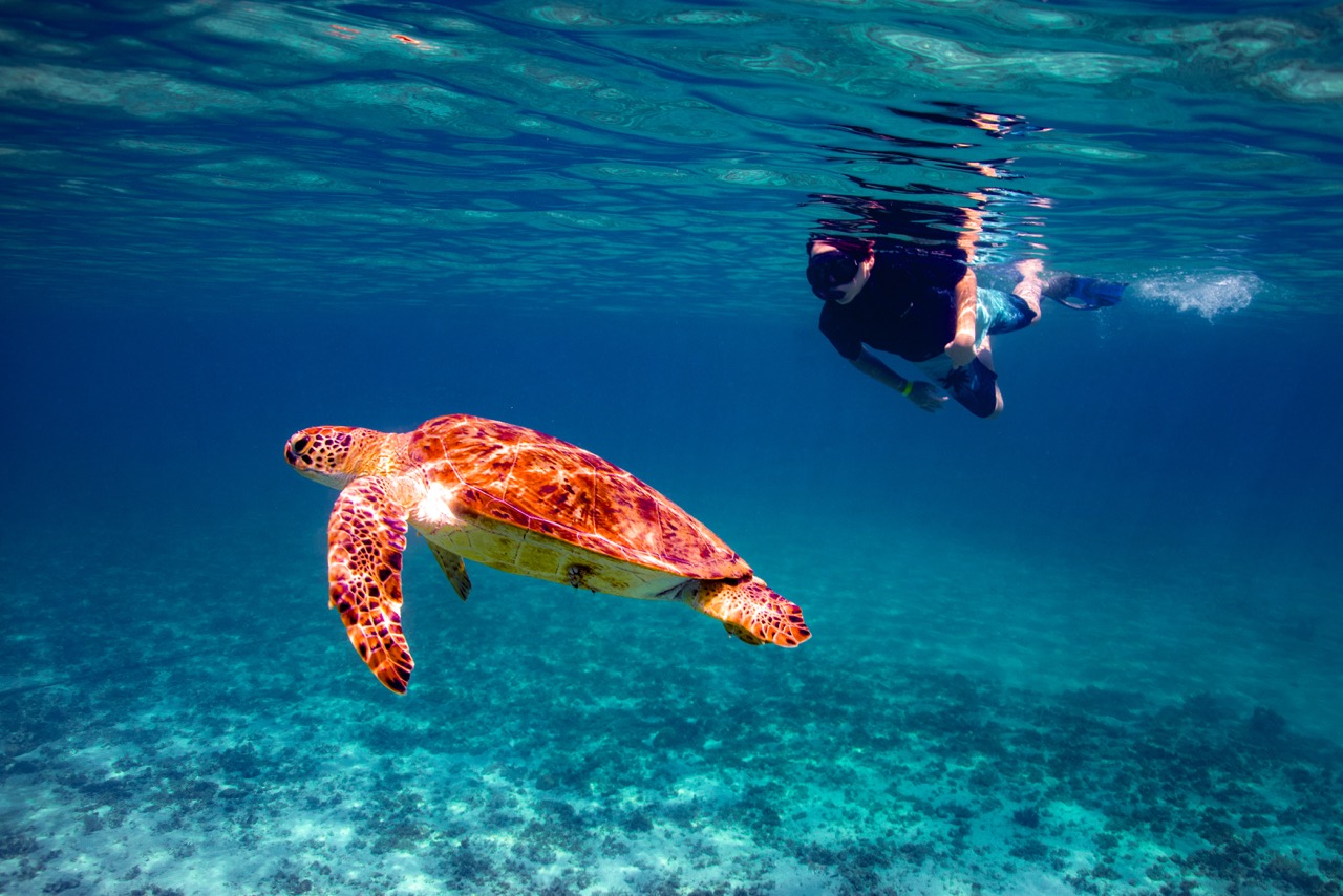 Snorkeler swimming calmly beside a sea turtle in crystal clear waters of Dibba Fujairah