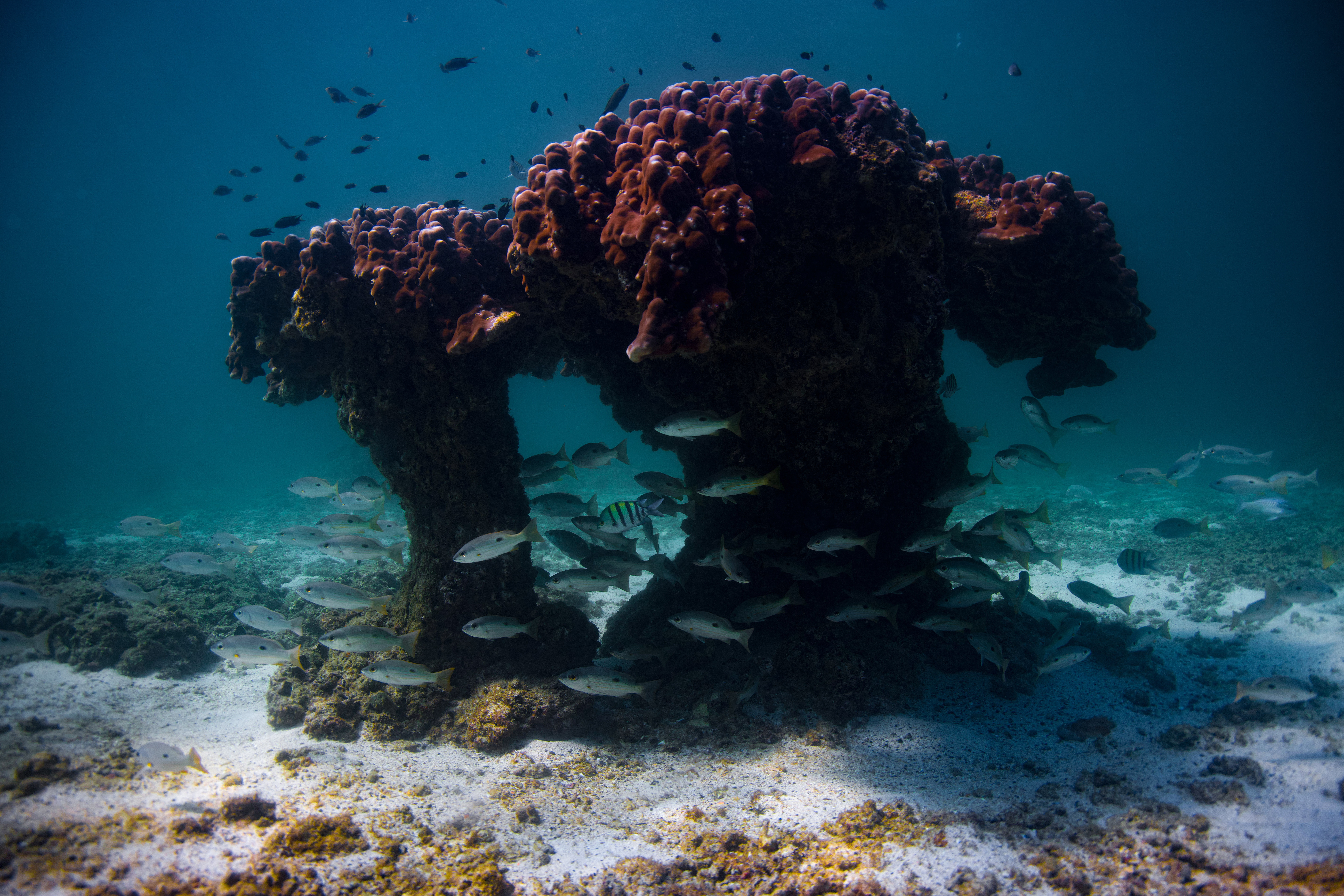Underwater coral reef photograph with fish in Dibba Fujairah