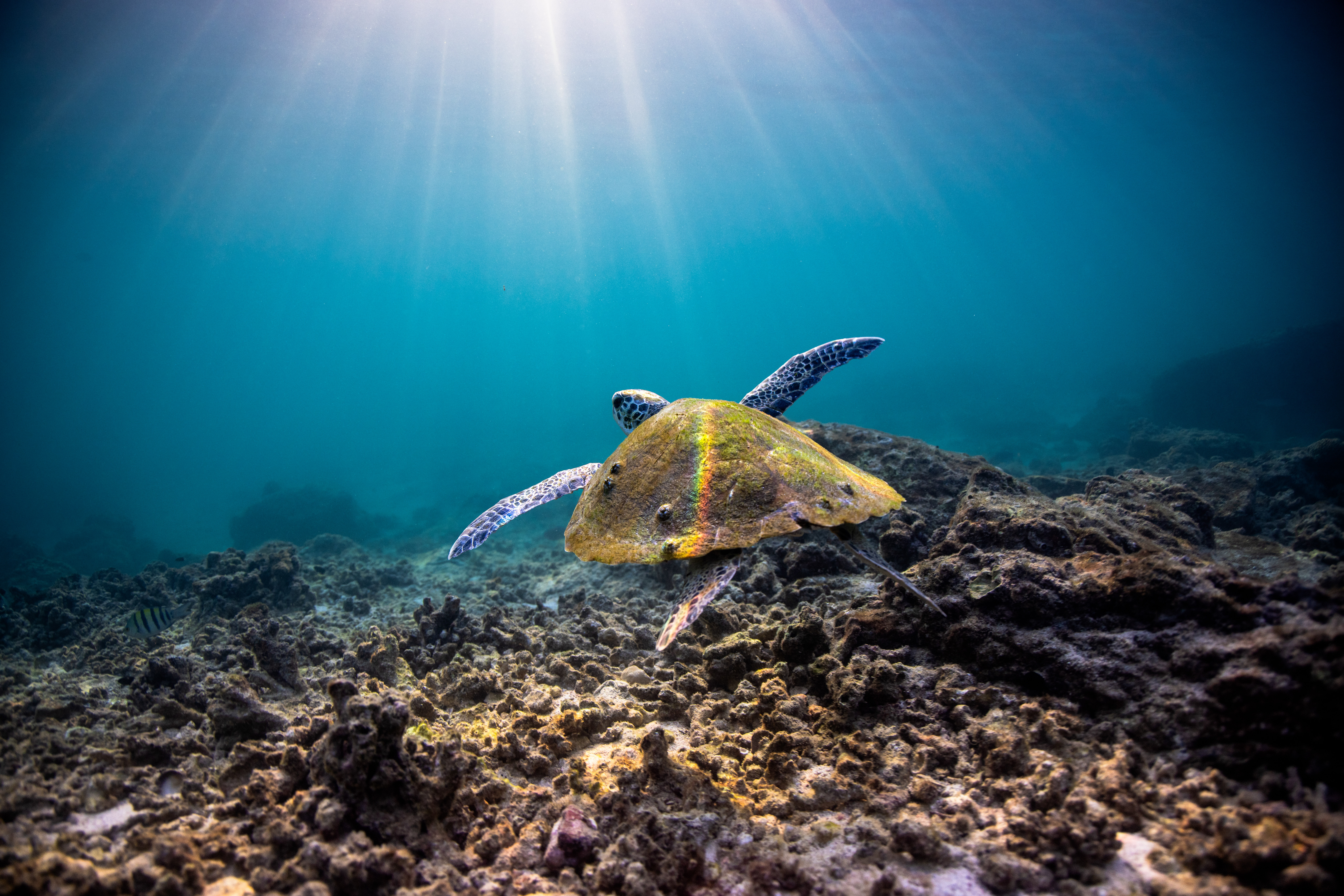 Underwater photograph of sea turtle swimming over coral reef with sunlight in Dibba Fujairah