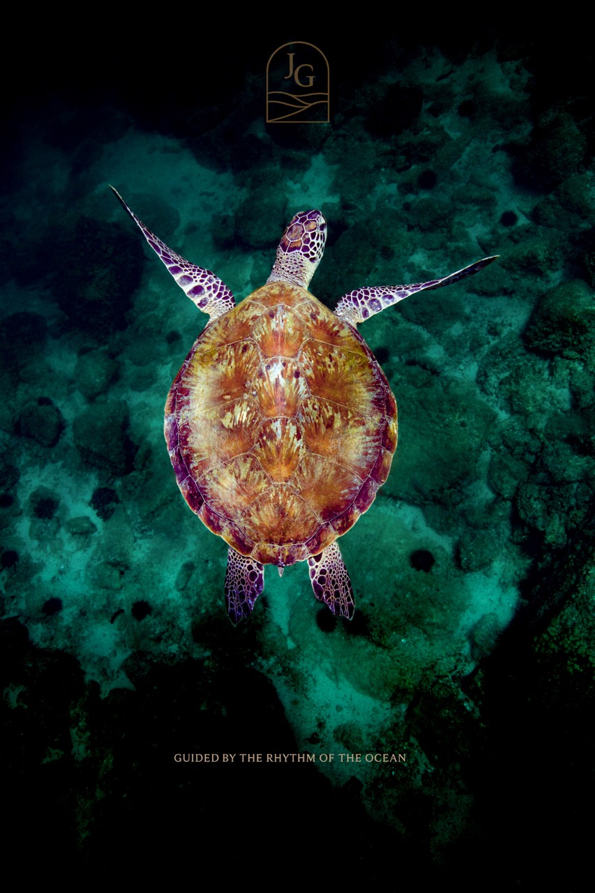 Sea turtle swimming in Dibba Fujairah